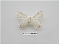 藏品(尺蛾324)的圖片